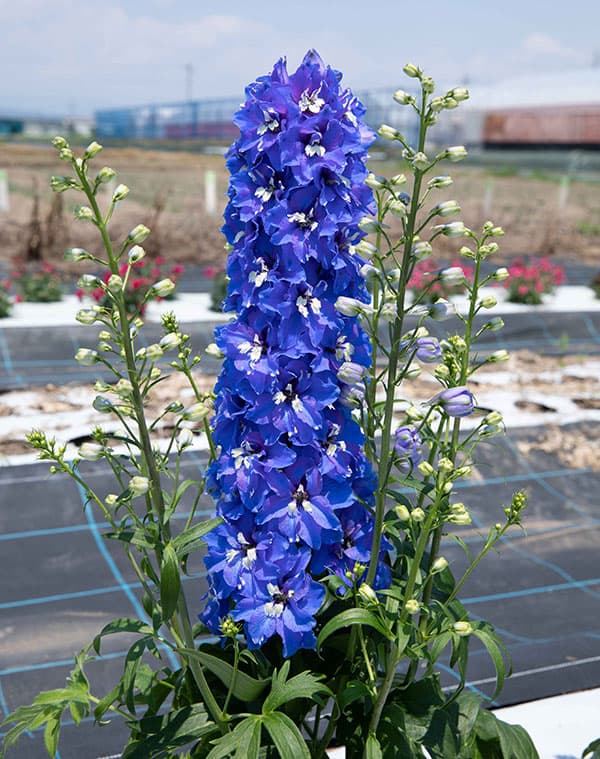 [26年3月中下旬予約]デルフィニウム：マリンソルベ　ブルー3.5号ポット