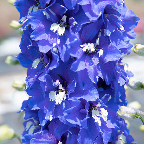 [26年3月中下旬予約]デルフィニウム：マリンソルベ　ブルー3.5号ポット