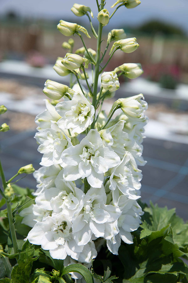 [26年3月中下旬予約]デルフィニウム：マリンソルベ　ホワイト3.5号ポット