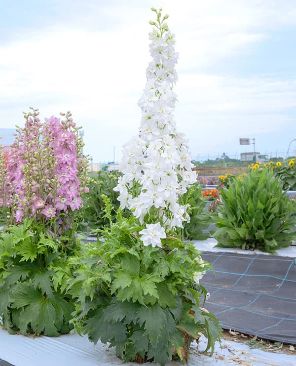 [26年3月中下旬予約]デルフィニウム：マリンソルベ　ホワイト3.5号ポット