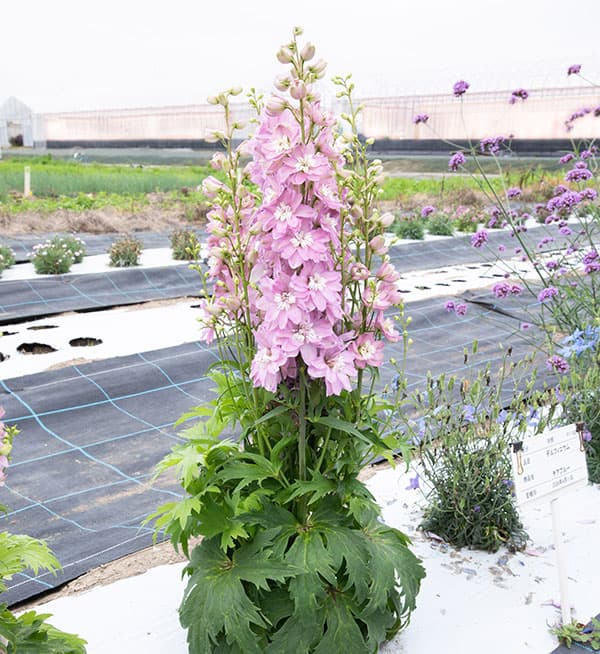 [26年3月中下旬予約]デルフィニウム：マリンソルベ　ラベンダーピンク3.5号ポット