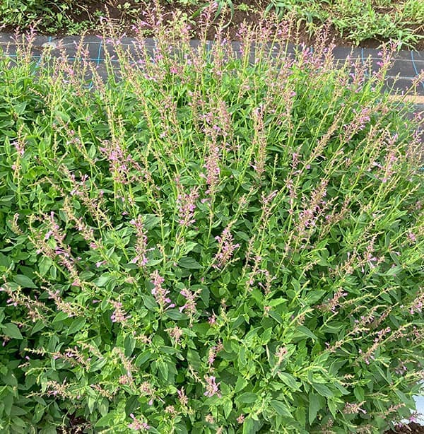 [26年3月中下旬予約]アガスターシェ：アロマブーケ ピンク