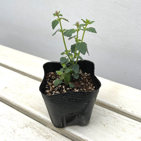 アガスターシェ：アロマブーケ ピンク