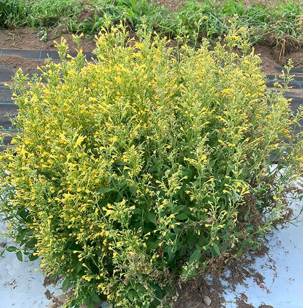 [26年3月中下旬予約]アガスターシェ：アロマブーケ イエロー