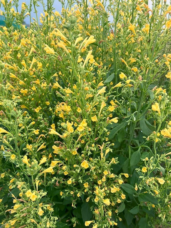 [26年3月中下旬予約]アガスターシェ：アロマブーケ イエロー