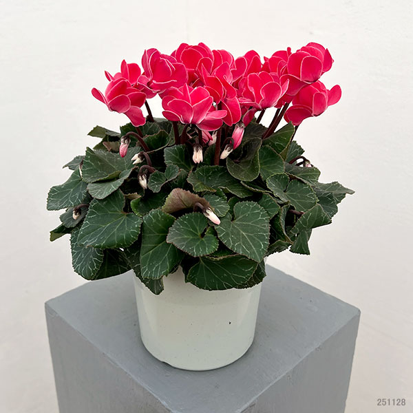 シクラメン（八重咲き）：ウインク レッド5号鉢植え