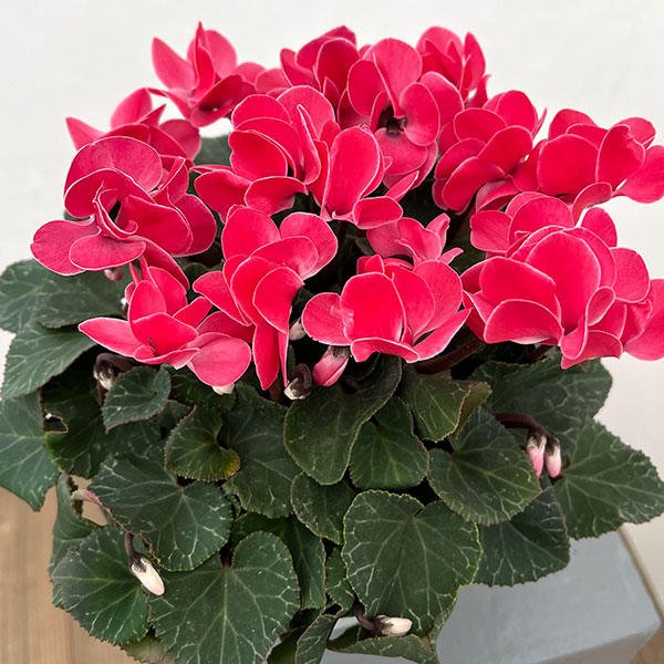 シクラメン（八重咲き）：ウインク レッド5号鉢植え