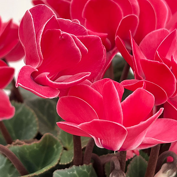 シクラメン（八重咲き）：ウインク レッド5号鉢植え