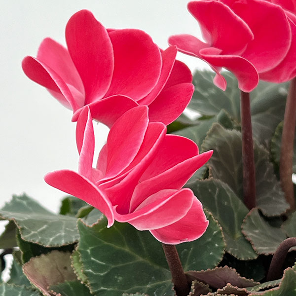 シクラメン（八重咲き）：ウインク レッド5号鉢植え