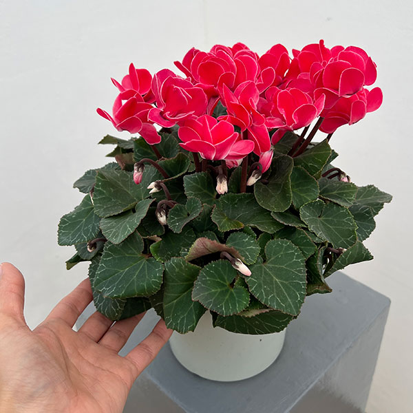 シクラメン（八重咲き）：ウインク レッド5号鉢植え