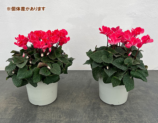 シクラメン（八重咲き）：ウインク レッド5号鉢植え