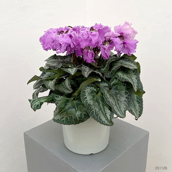 シクラメン：さかもと園芸さん試作株（25-01）5号鉢植え