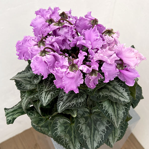 シクラメン：さかもと園芸さん試作株（25-01）5号鉢植え