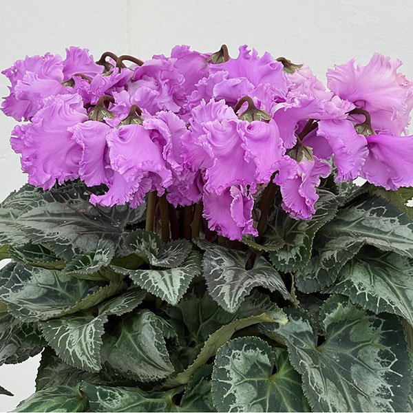 シクラメン：さかもと園芸さん試作株（25-01）5号鉢植え