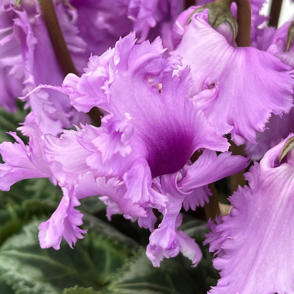 シクラメン：さかもと園芸さん試作株（25-01）5号鉢植え