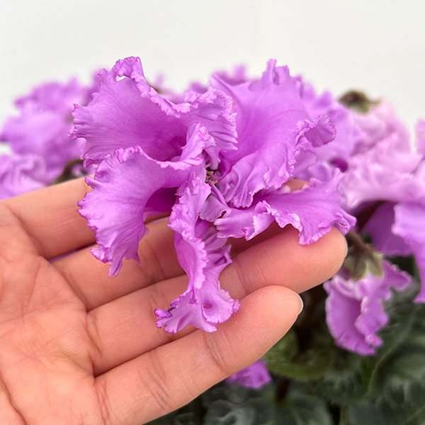 シクラメン：さかもと園芸さん試作株（25-01）5号鉢植え