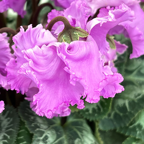 シクラメン：さかもと園芸さん試作株（25-01）5号鉢植え