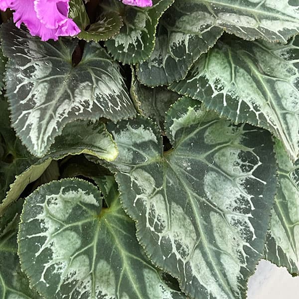 シクラメン：さかもと園芸さん試作株（25-01）5号鉢植え