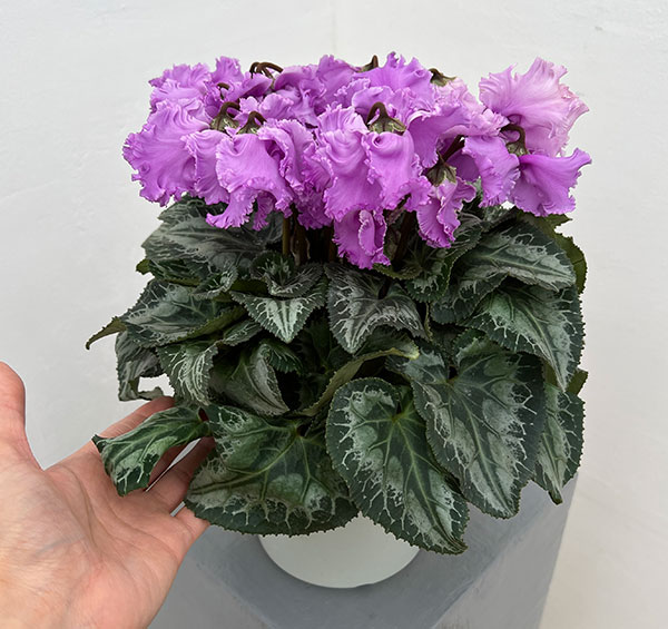 シクラメン：さかもと園芸さん試作株（25-01）5号鉢植え