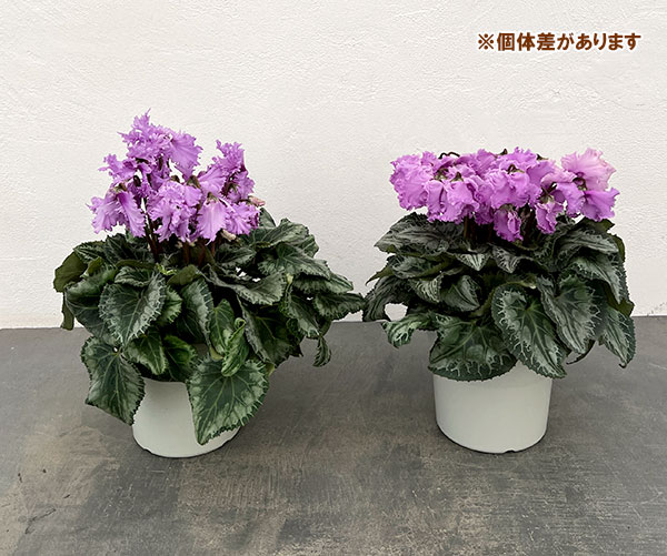 シクラメン：さかもと園芸さん試作株（25-01）5号鉢植え