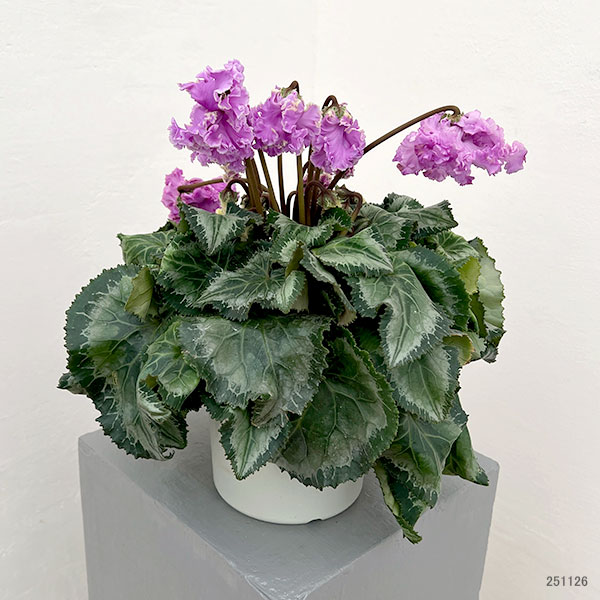 シクラメン：さかもと園芸さん試作株（25-02）5号鉢植え