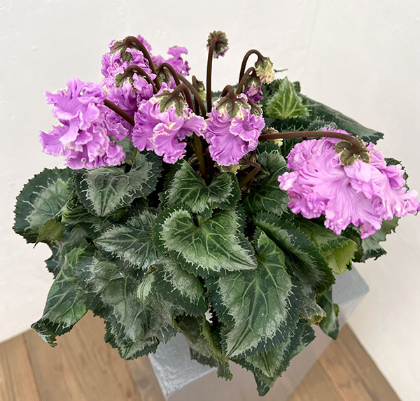 シクラメン：さかもと園芸さん試作株（25-02）5号鉢植え