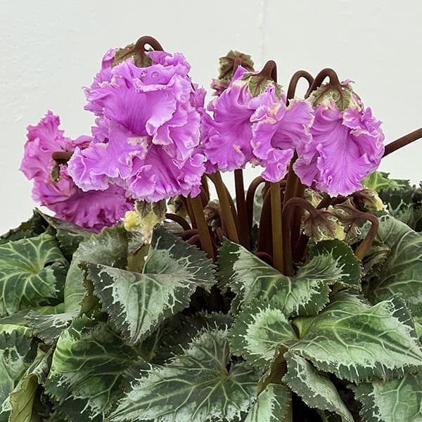 シクラメン：さかもと園芸さん試作株（25-02）5号鉢植え