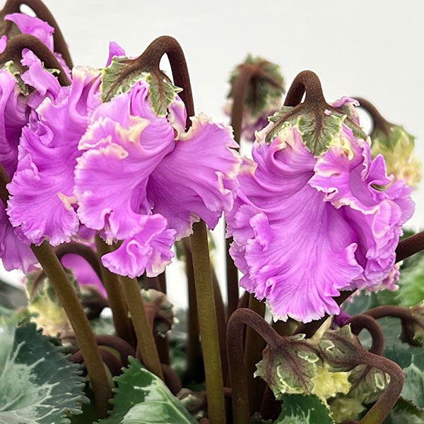 シクラメン：さかもと園芸さん試作株（25-02）5号鉢植え