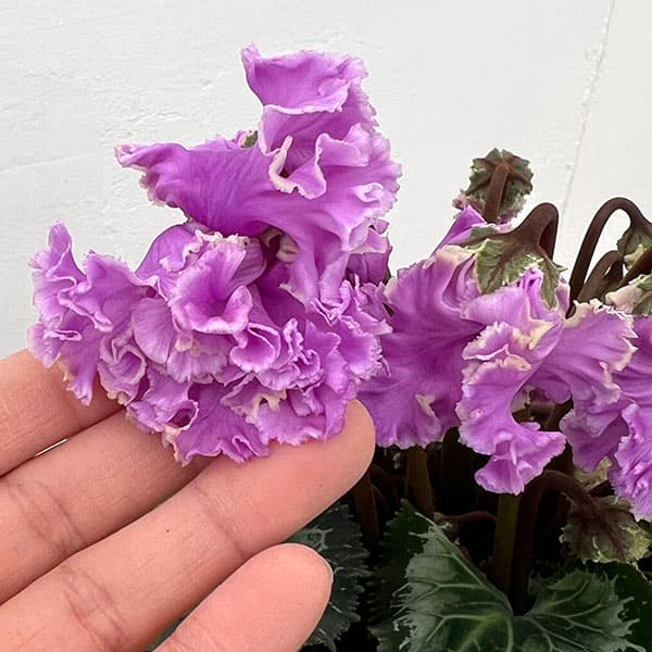 シクラメン：さかもと園芸さん試作株（25-02）5号鉢植え