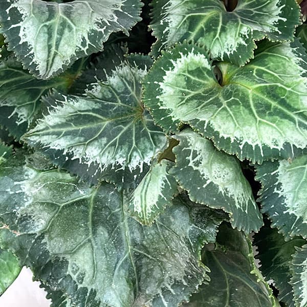 シクラメン：さかもと園芸さん試作株（25-02）5号鉢植え