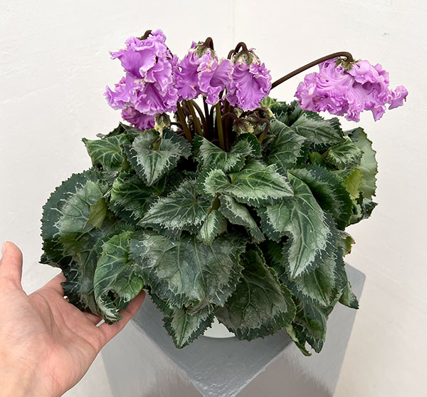 シクラメン：さかもと園芸さん試作株（25-02）5号鉢植え