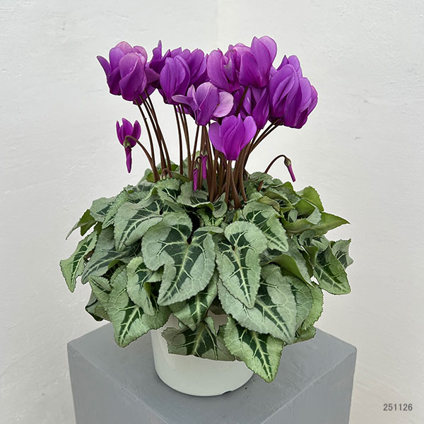 シクラメン：さかもと園芸さん試作株（25-03）5号鉢植え【現品販売】