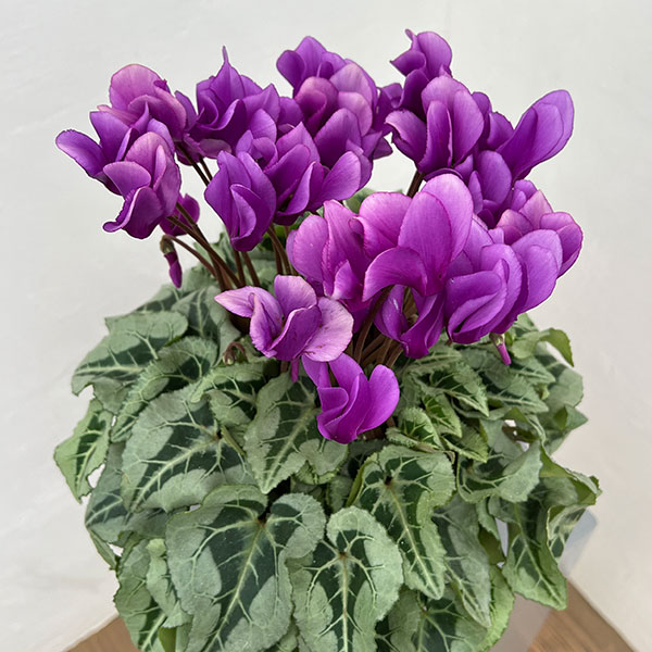 シクラメン：さかもと園芸さん試作株（25-03）5号鉢植え【現品販売】