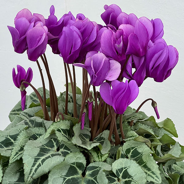 シクラメン：さかもと園芸さん試作株（25-03）5号鉢植え【現品販売】