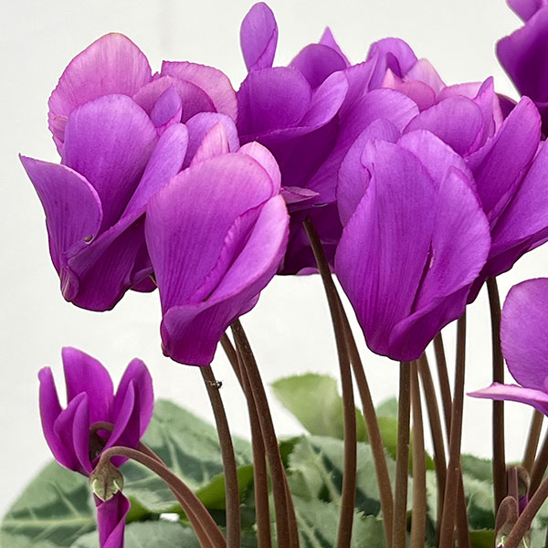 シクラメン：さかもと園芸さん試作株（25-03）5号鉢植え【現品販売】