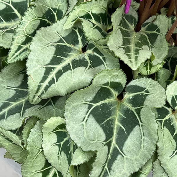 シクラメン：さかもと園芸さん試作株（25-03）5号鉢植え【現品販売】