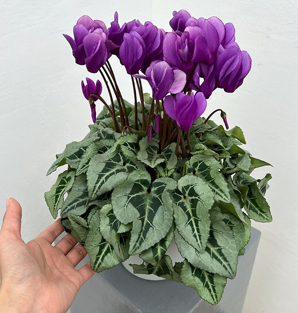 シクラメン：さかもと園芸さん試作株（25-03）5号鉢植え【現品販売】