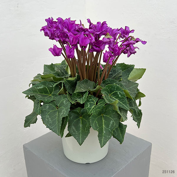 シクラメン：さかもと園芸さん試作株（25-04）ブルービクトリア系　5号鉢植え【現品販売】