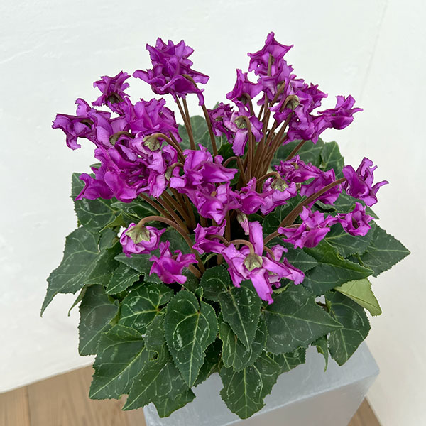 シクラメン：さかもと園芸さん試作株（25-04）ブルービクトリア系　5号鉢植え【現品販売】