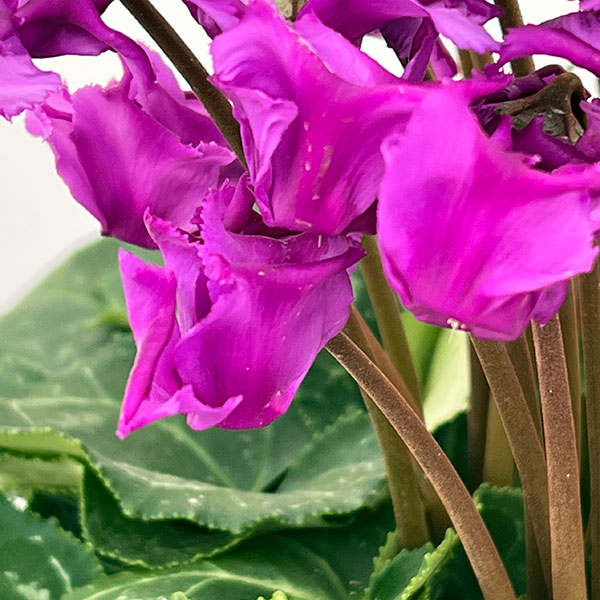 シクラメン：さかもと園芸さん試作株（25-04）ブルービクトリア系　5号鉢植え【現品販売】