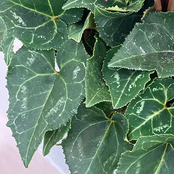 シクラメン：さかもと園芸さん試作株（25-04）ブルービクトリア系　5号鉢植え【現品販売】