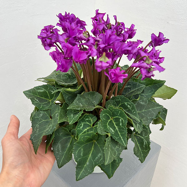 シクラメン：さかもと園芸さん試作株（25-04）ブルービクトリア系　5号鉢植え【現品販売】