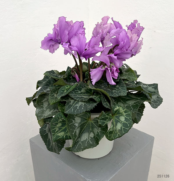 シクラメン：さかもと園芸さん試作株（25-05）5号鉢植え