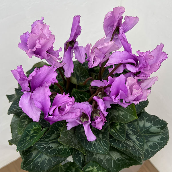 シクラメン：さかもと園芸さん試作株（25-05）5号鉢植え