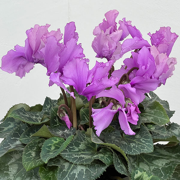 シクラメン：さかもと園芸さん試作株（25-05）5号鉢植え