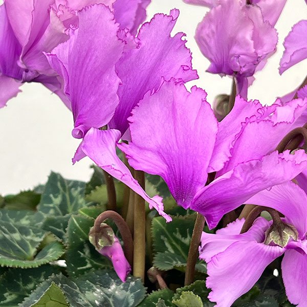 シクラメン：さかもと園芸さん試作株（25-05）5号鉢植え