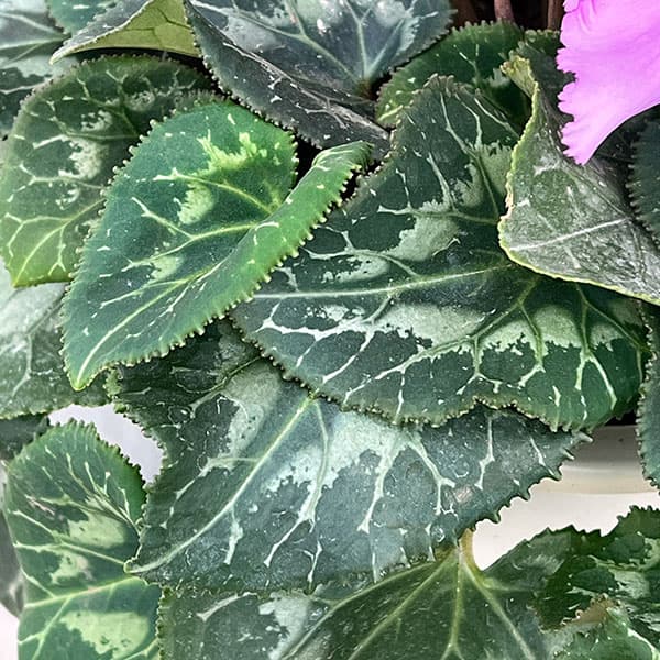 シクラメン：さかもと園芸さん試作株（25-05）5号鉢植え