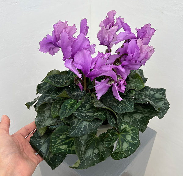 シクラメン：さかもと園芸さん試作株（25-05）5号鉢植え