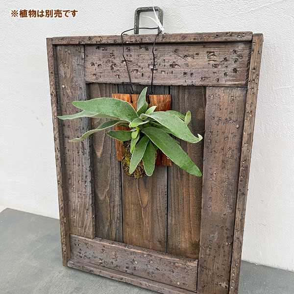 ボタニカルフレームC(45×35cm)