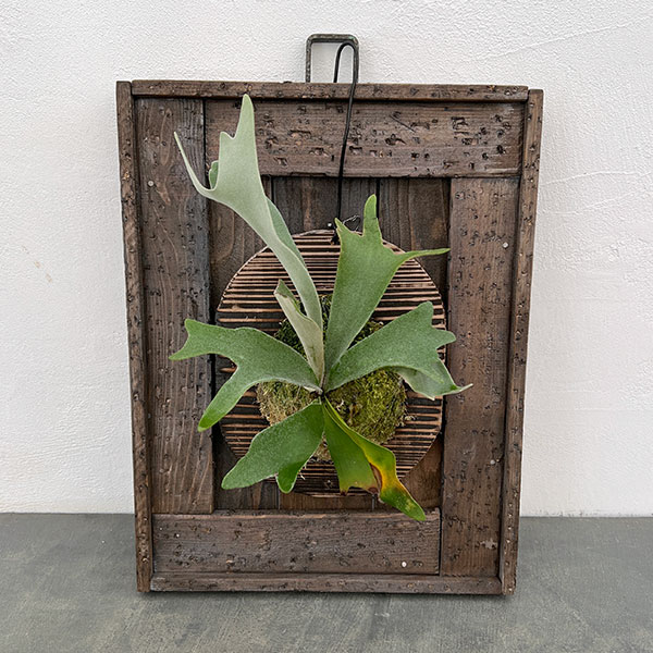 ボタニカルフレームC(45×35cm)